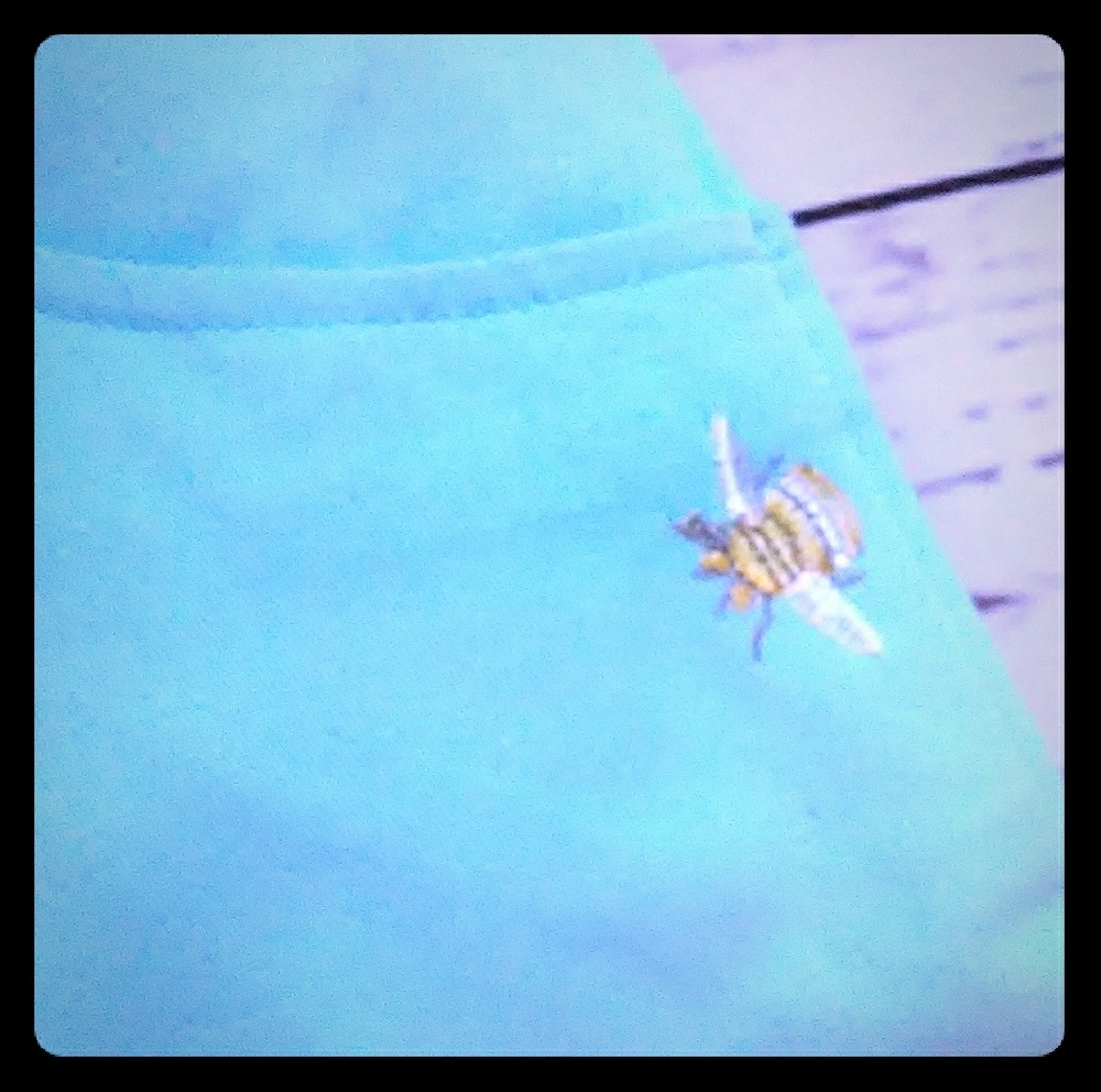 Larry Levine Skort Bee embroidery size 10 blue